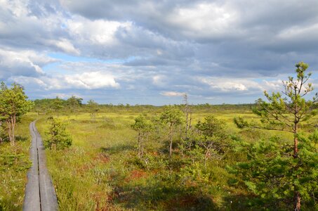 Summer moss marsh tea