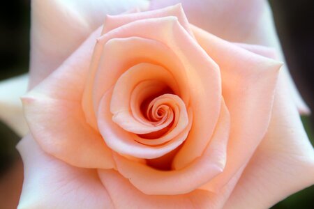 Bloom close up salmon