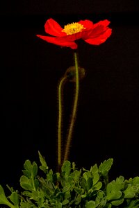 Macro iceland poppy mohngewaechs