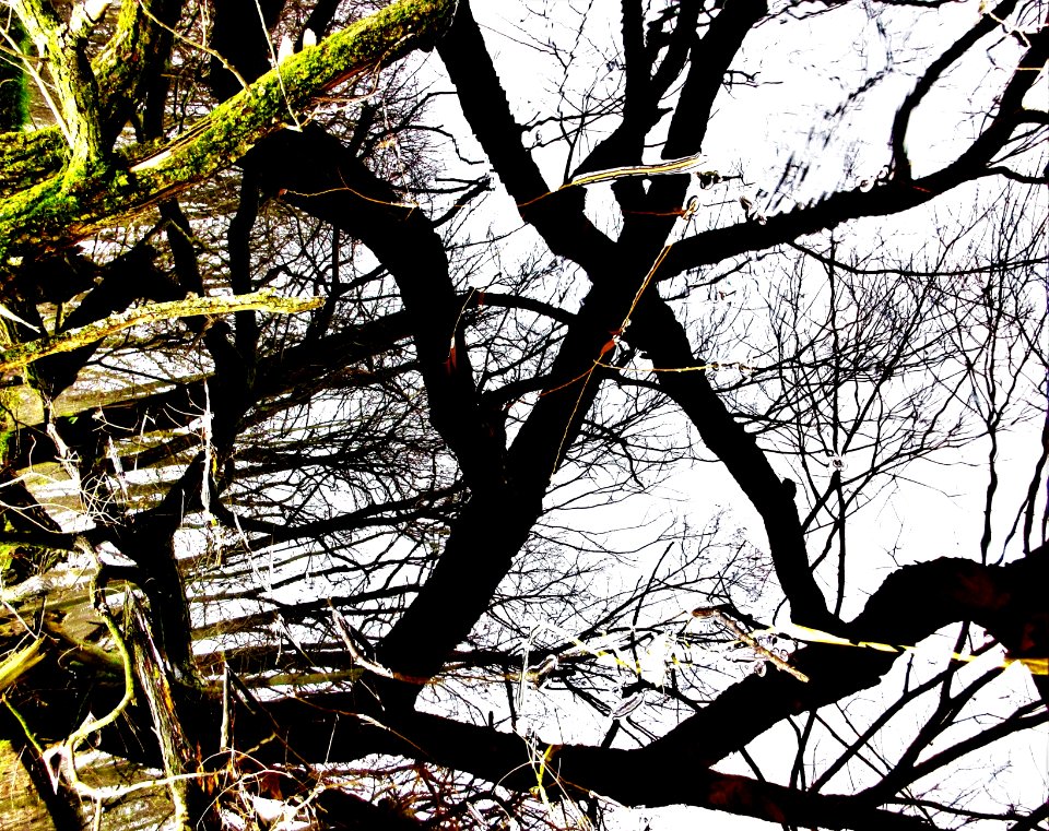 reflections on a pond 3