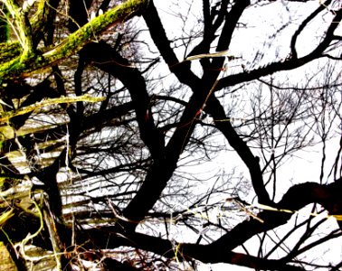reflections on a pond 3