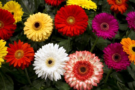 German federal horticultural show flower carpet decoration photo