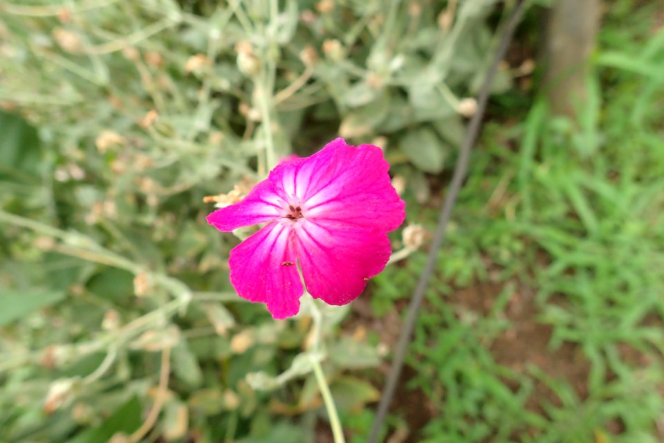 リクニス・コロナリア [Lychnis coronaria]