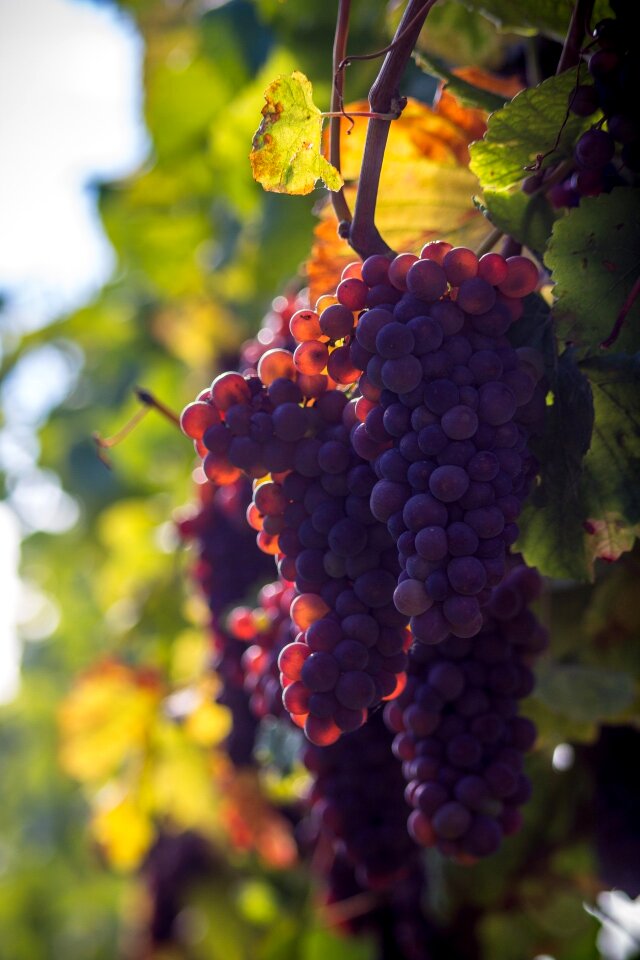 Berries grapevine vine