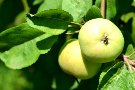 Apple