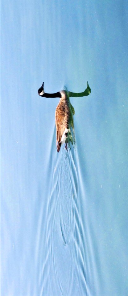 Branta canadensis