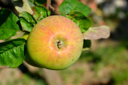 Apple
