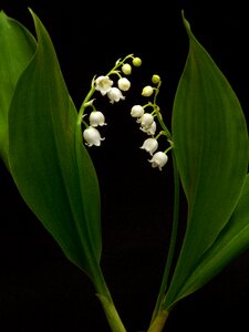 White bell flower photo