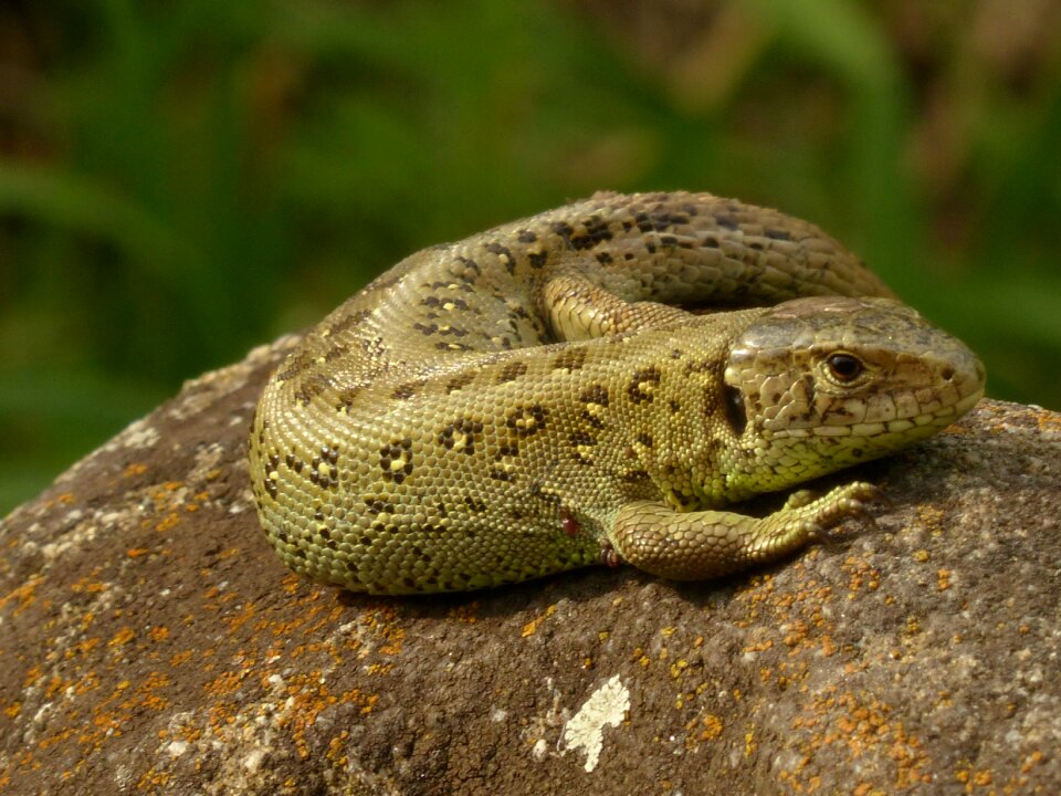 Males cold blooded animals chunks of granite