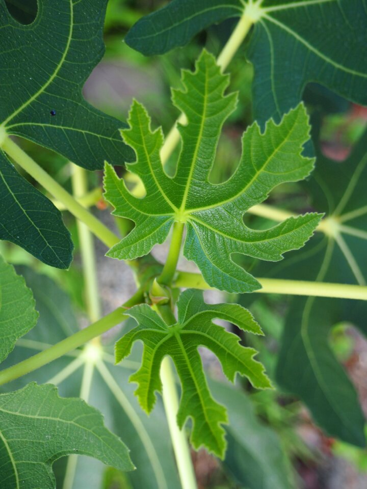 Fig tree engine nature