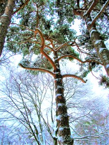dancing pine