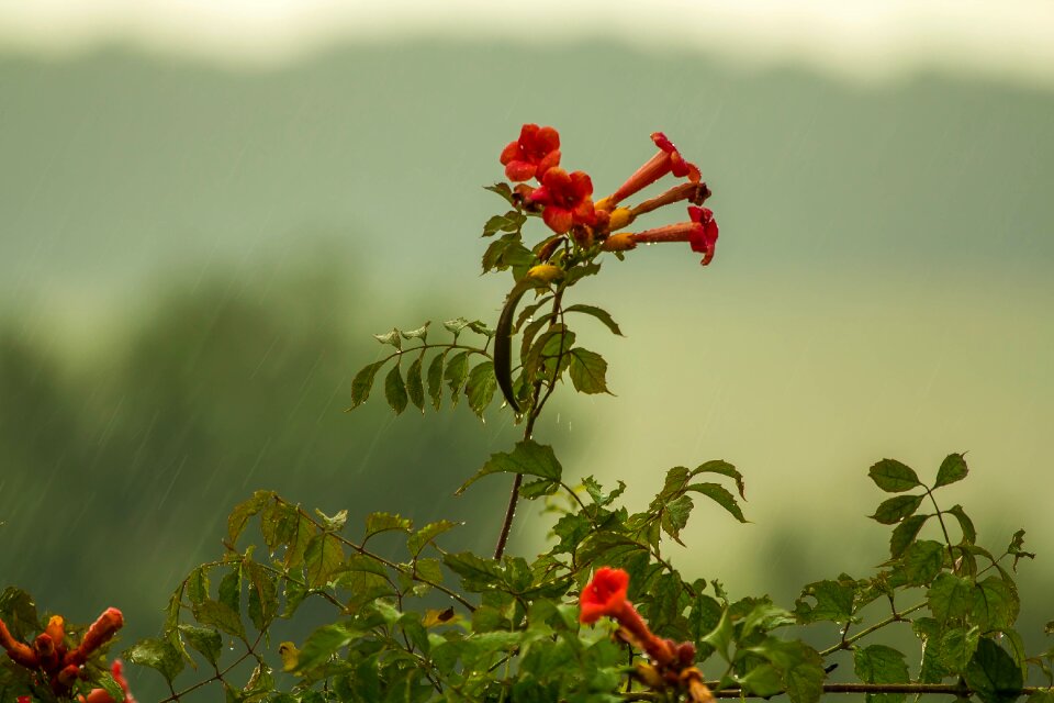 Plant nature drops