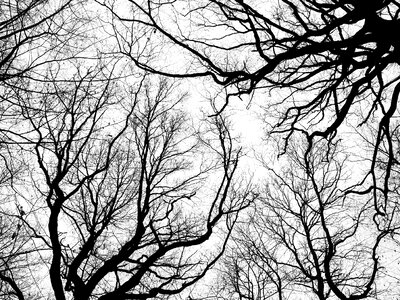 Bare tree aesthetic branches photo