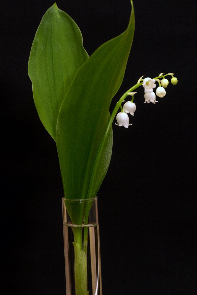White bell flower