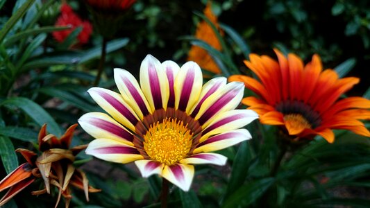 Purple plant colorful petals photo