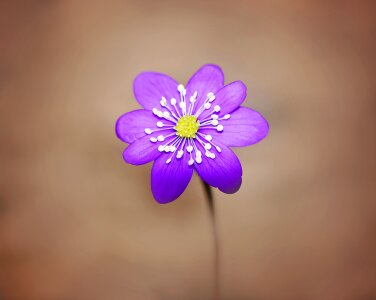 Bloom purple spring flower