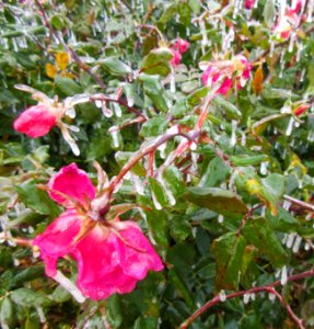 rosa invernal photo