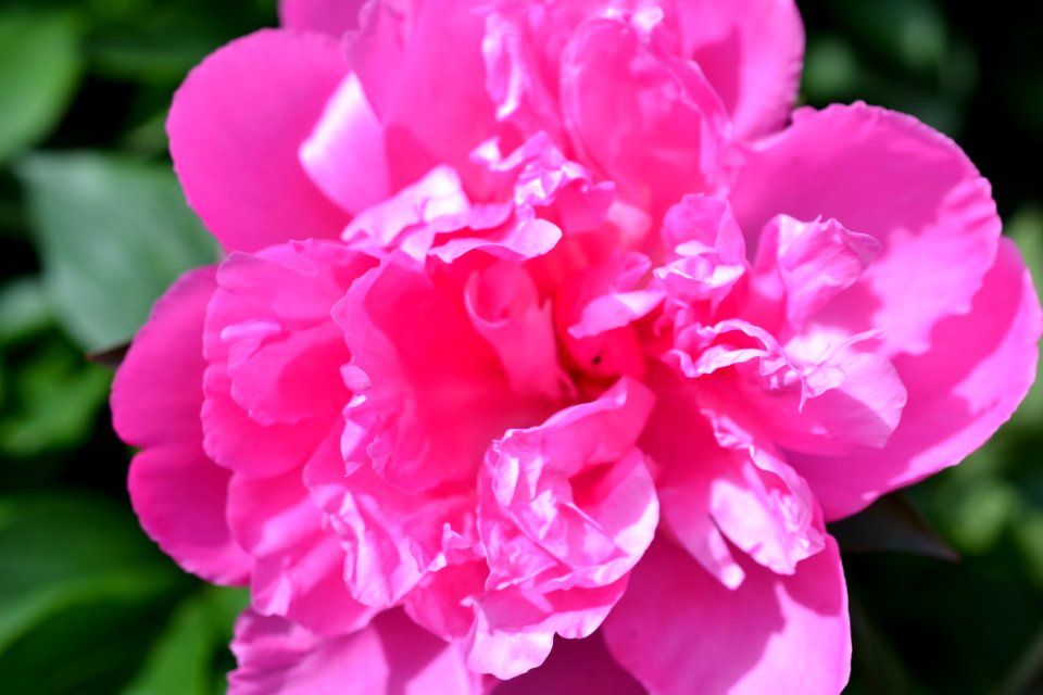peony