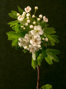 Macro white flowering shrub