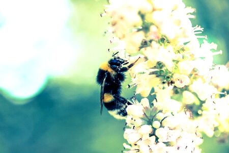 Nature bee pollinate photo