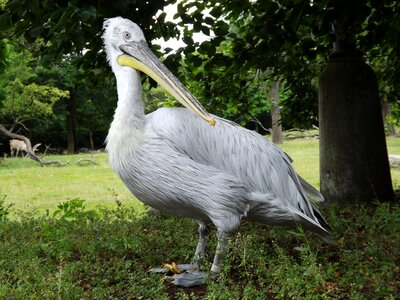 Animal pelican feather photo