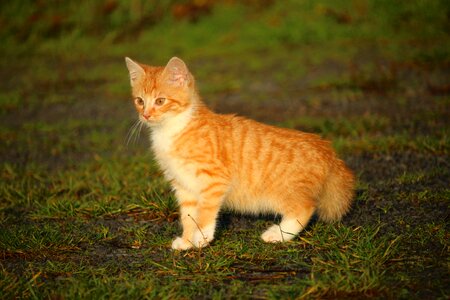 Cat baby young cat red cat