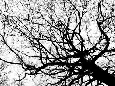 Bare tree aesthetic branches photo