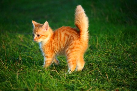Cat baby young cat red cat