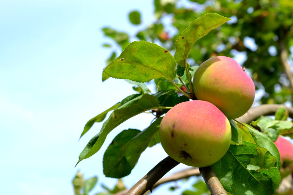 Apple