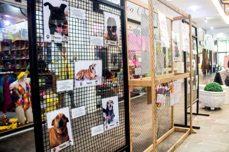 03.01.2020 - Exposição de fotos dos animais disponíveis para adoção no Canil Municipal - Foto Michel Corvello