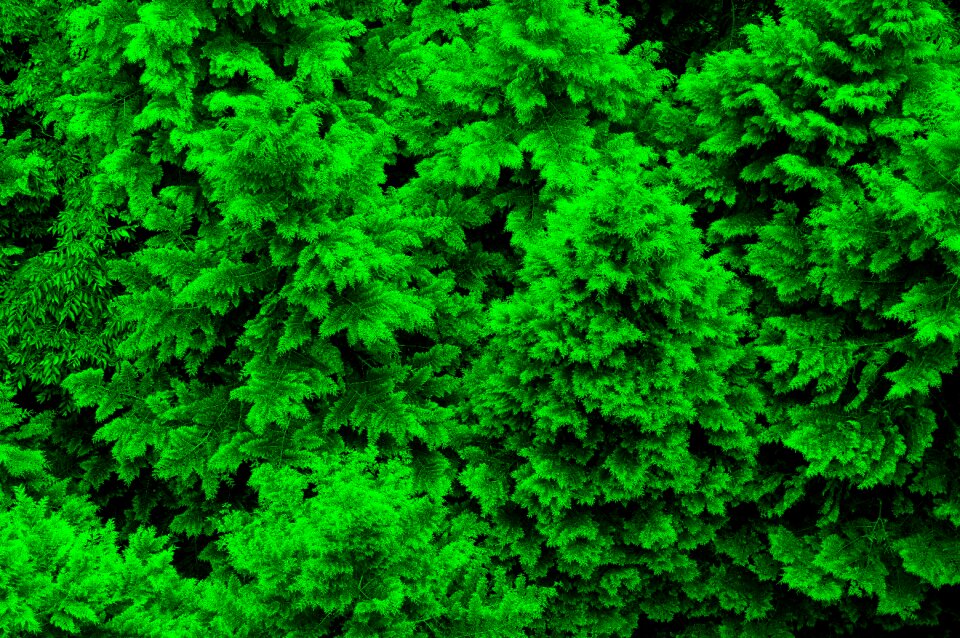 Summer natural plant