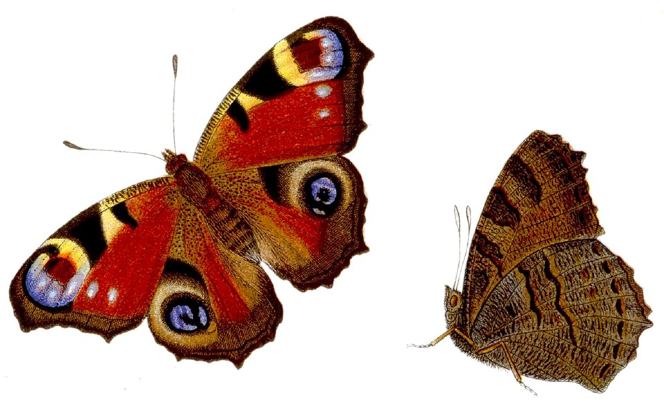 Tagpfauenauge paon de jour insect