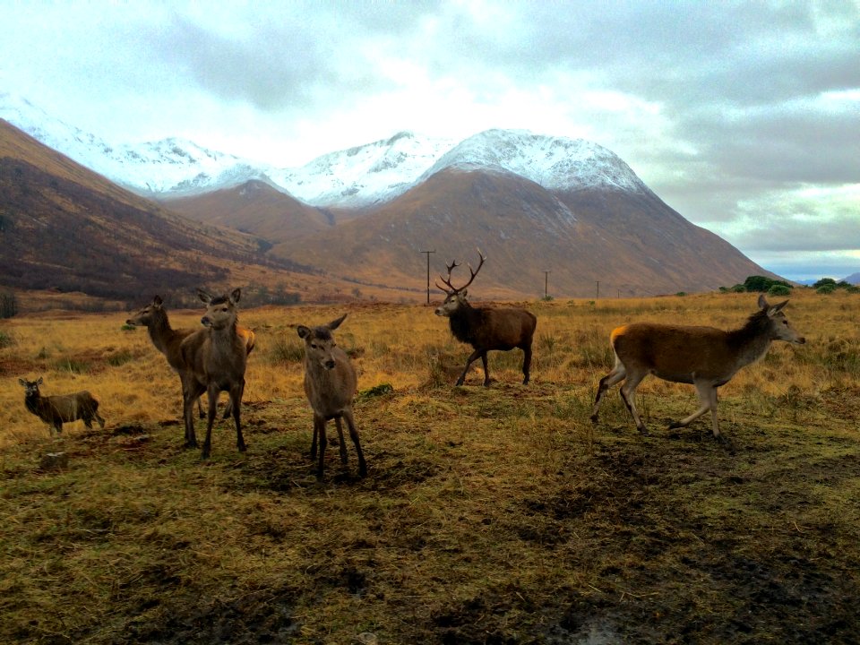 Monarch of the Glen