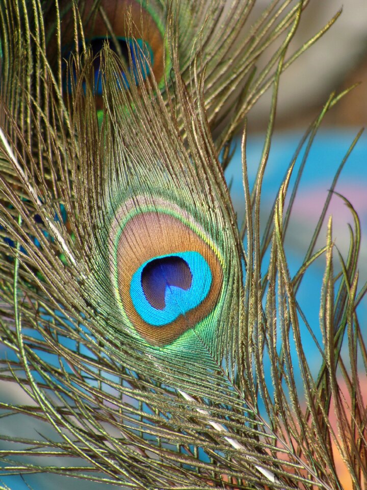 Peacock feather nature