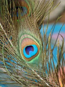 Peacock feather nature