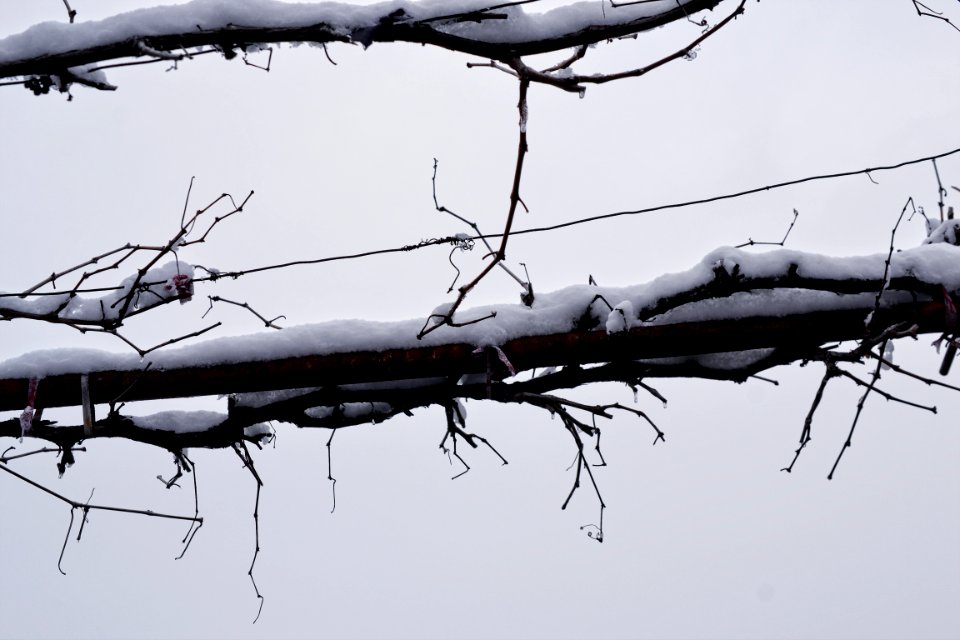 vine