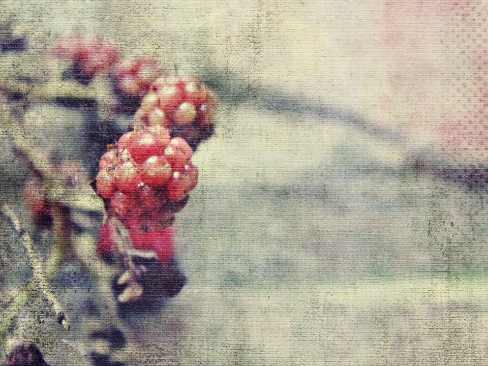 Fruit berries nature