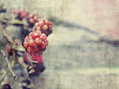 Fruit berries nature