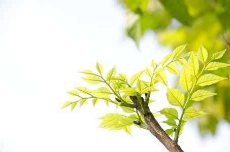 Leaf germination summer