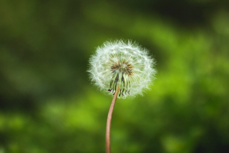 Dandelion flower nature