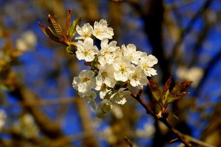 Spring japanese cherry avenue photo