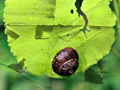 Shell green animal