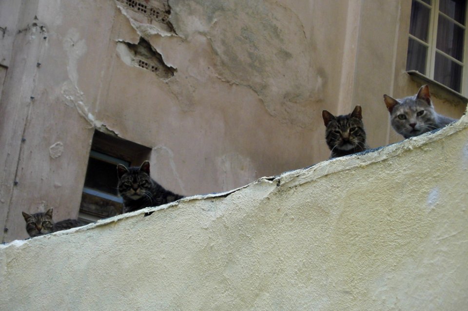 gang of cat-throats