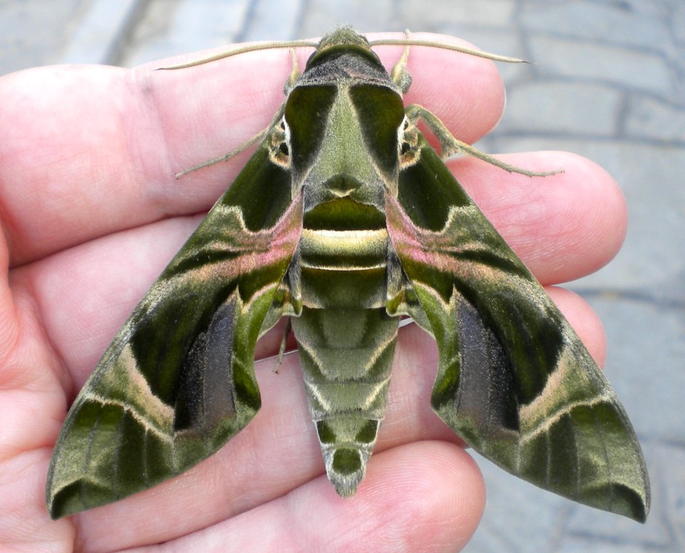Daphnis nerii