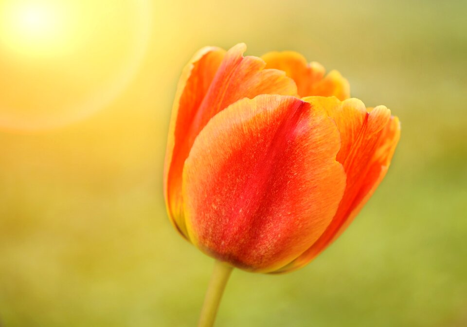 Bloom orange yellow beautiful