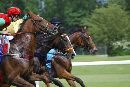 Sport riem gallop