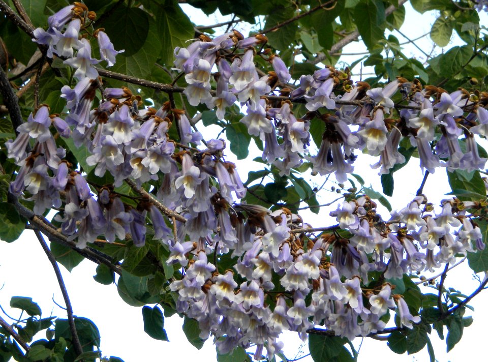 Paulownia tomentosa