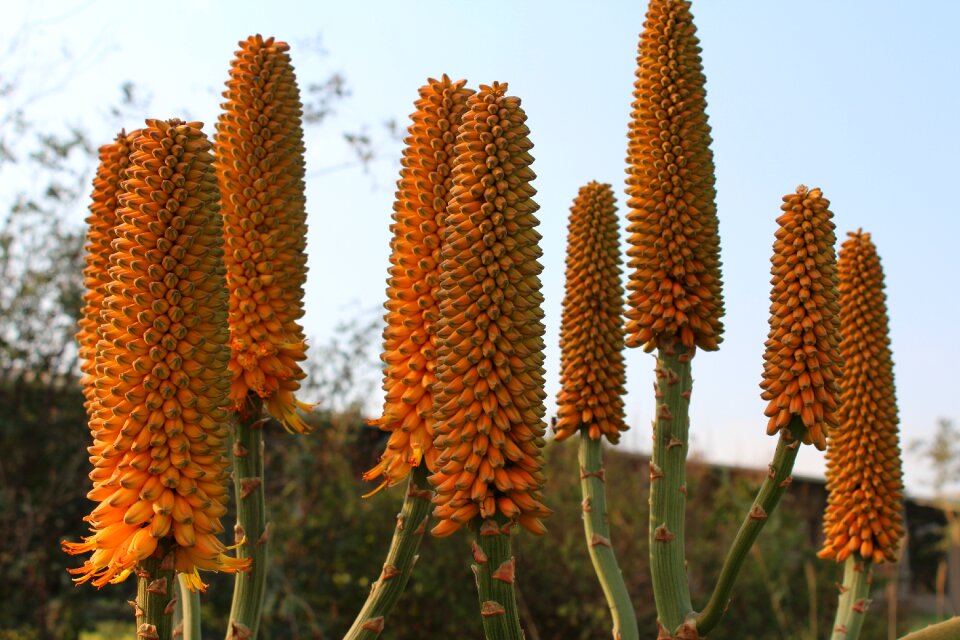 Succulent flower plant