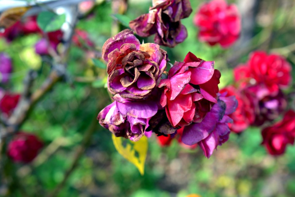 Rose