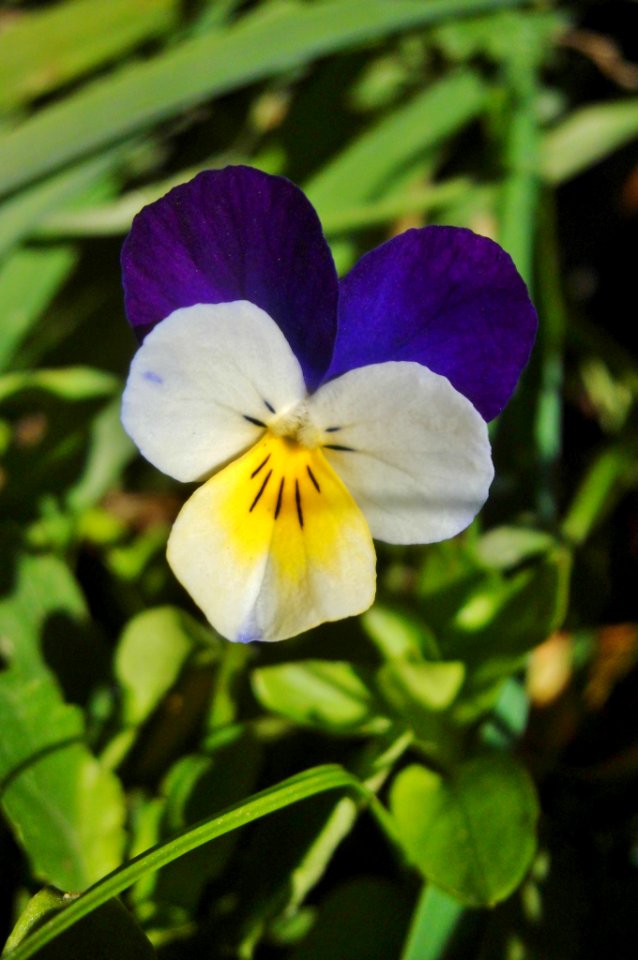 Viola sp